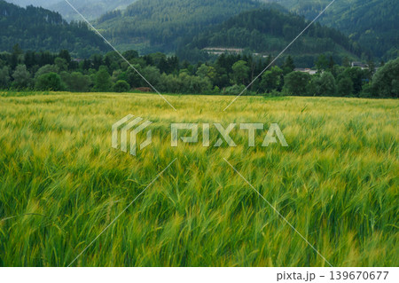 Wide view of lush green wheat field waving in wind with forest and mountains in background, peaceful rural landscape and agricultural scenery. Wide view of lush green wheat field waving in wind with forest and mountains in background, peaceful rural landscape and agricultural scenery. 139670677