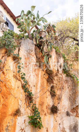 Cactus and ivy plants growing on rocky cliffside near building Cactus and ivy plants growing on rocky cliffside near building 139670826