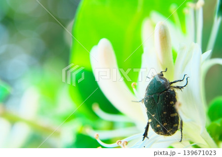スイカズラの花とハナムグリのアップ スイカズラの花とハナムグリのアップ 139671023