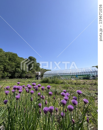 チャイブの花と青い空 139671056