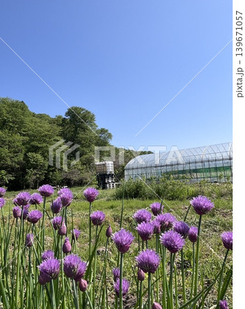 チャイブの花、満開 139671057