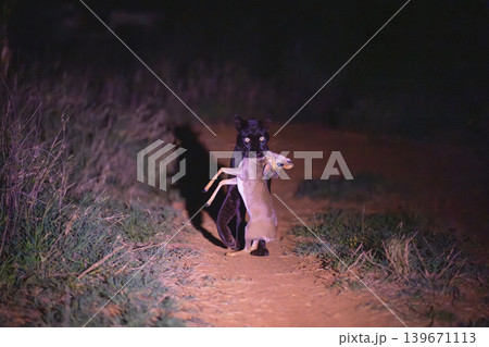 Black leopard carries Guenther dik-dik along track Black leopard carries Guenther dik-dik along track 139671113