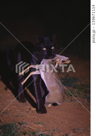 Black leopard carries Guenther dik-dik down track Black leopard carries Guenther dik-dik down track 139671114