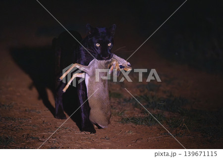 Black leopard carries Guenther dik-dik on track Black leopard carries Guenther dik-dik on track 139671115