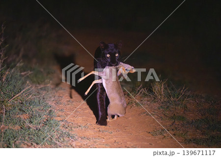 Black leopard carries Guenther dik-dik to camera Black leopard carries Guenther dik-dik to camera 139671117