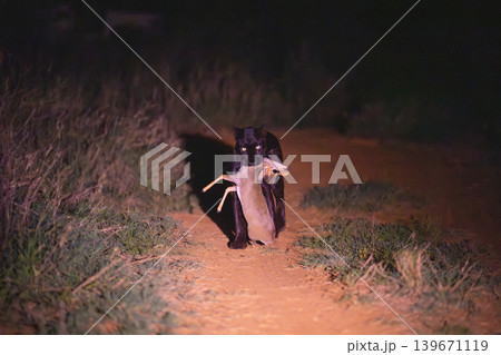 Black leopard carries Guenther dik-dik towards camera 139671119