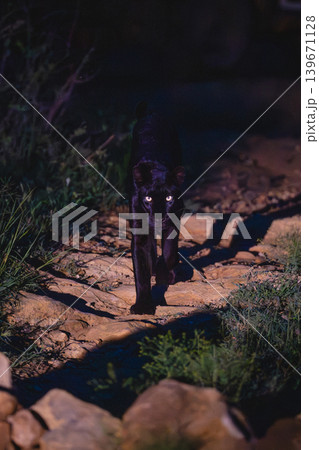 Black leopard crosses rocks straight towards camera Black leopard crosses rocks straight towards camera 139671128