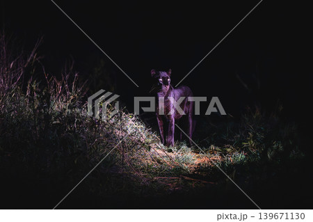 Black leopard stands in grass turning head Black leopard stands in grass turning head 139671130