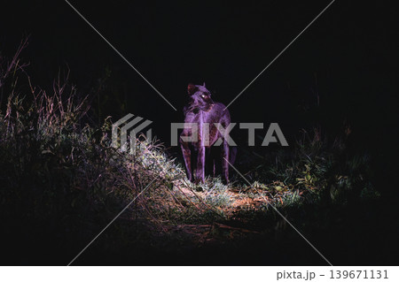 Black leopard stands on grass turning head Black leopard stands on grass turning head 139671131