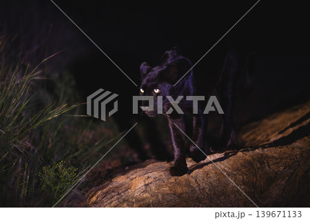Black leopard walking over rocks with catchlight Black leopard walking over rocks with catchlight 139671133