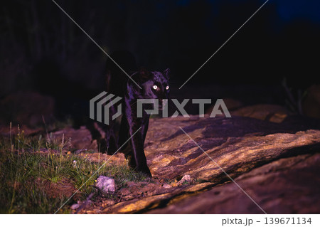 Black leopard walking past camera over rock Black leopard walking past camera over rock 139671134