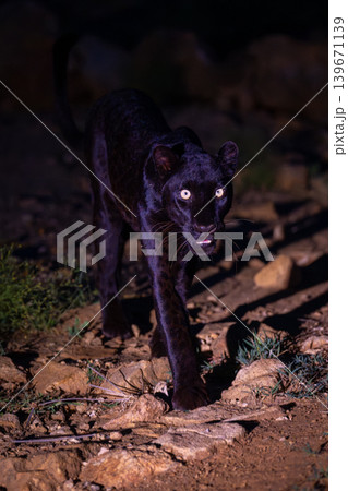 Black leopard walks across rocks eyeing camera Black leopard walks across rocks eyeing camera 139671139