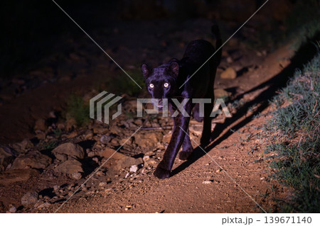 Black leopard walks across rocks past camera Black leopard walks across rocks past camera 139671140