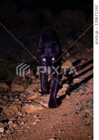 Black leopard walks across rocks towards camera 139671142