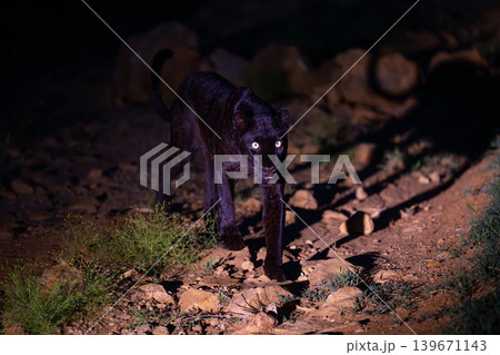 Black leopard walks across rocks watching camera 139671143