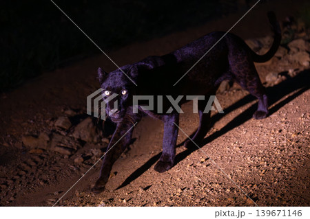 Black leopard walks along track watching camera 139671146