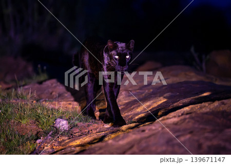 Black leopard walks over rocks past camera Black leopard walks over rocks past camera 139671147