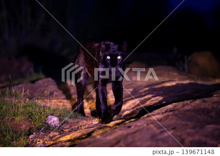 Black leopard walks over rocks toward camera Black leopard walks over rocks toward camera 139671148