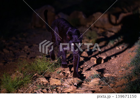 Black leopard walks over rocks watching camera Black leopard walks over rocks watching camera 139671150
