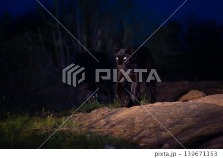 Black leopard walks past camera over rocks Black leopard walks past camera over rocks 139671153