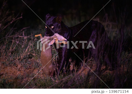 Black leopard walks past carrying Guenther dik-dik Black leopard walks past carrying Guenther dik-dik 139671154