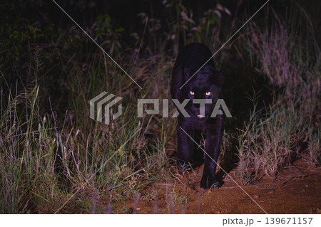 Black leopard walks toward camera at night Black leopard walks toward camera at night 139671157