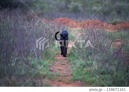 Black leopard walks towards camera along track 139671161