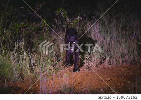 Black leopard walks towards camera at night Black leopard walks towards camera at night 139671162