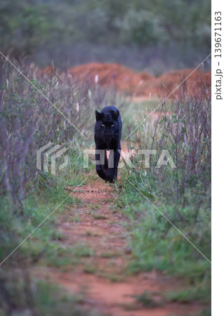 Black leopard walks towards camera between bushes Black leopard walks towards camera between bushes 139671163