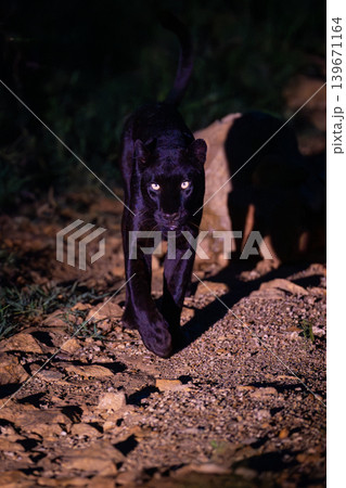 Black leopard walks towards camera casting shadow Black leopard walks towards camera casting shadow 139671164