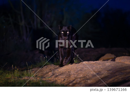 Black leopard walks towards camera over rock Black leopard walks towards camera over rock 139671166