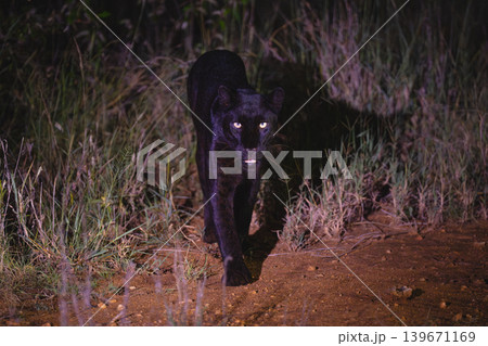 Black leopard with catchlights walks towards camera Black leopard with catchlights walks towards camera 139671169