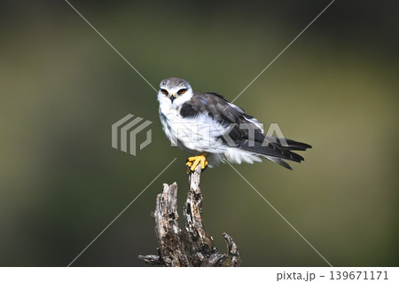 Black-winged kite turning head on tree stump Black-winged kite turning head on tree stump 139671171