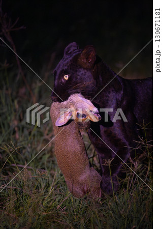 Close-up of black leopard holding Guenther dik-dik 139671181
