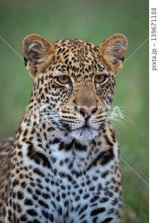Close-up of male leopard cub showing catchlights Close-up of male leopard cub showing catchlights 139671188