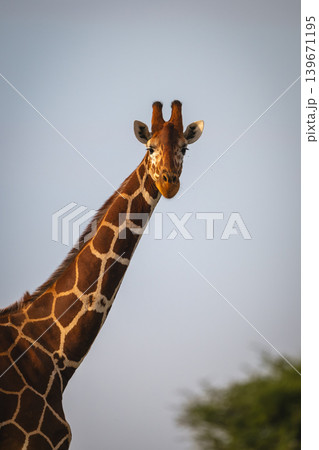 Close-up of reticulated giraffe turning towards camera 139671195