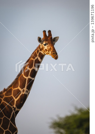 Close-up of reticulated giraffe under blue sky 139671196