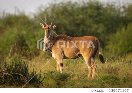 Common eland stands turning head toward camera Common eland stands turning head toward camera 139671197