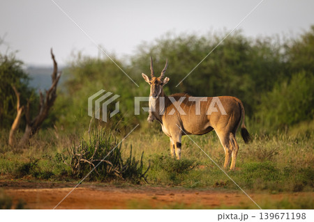 Common eland stands turning to watch camera Common eland stands turning to watch camera 139671198