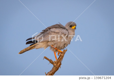 Eastern chanting goshawk on stump fluffing feathers 139671204