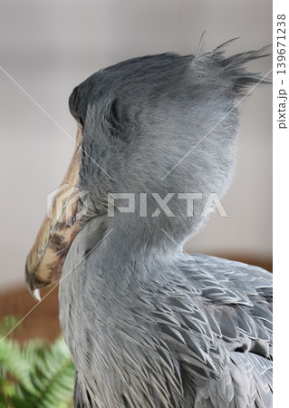 ハシビロコウ ハシビロコウ 139671238