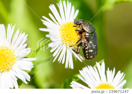 ハルジオンの花に止まり食事中のハナムグリ ハルジオンの花に止まり食事中のハナムグリ 139671247