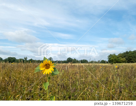 Sunflower in a field in Wendland, Germany 139671259