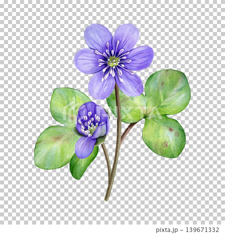 Spring flowers. Watercolor bouquet of purple flowers with green leaves. Hand drawn anemone hepatica, liverwort. Ideal for prints, stationery, wedding design, packaging and branding. 139671332