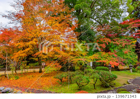 京都・十輪寺(なりひら寺) 鮮やかに色づく業平紅葉と歴史を刻む大楠樹の風景 京都・十輪寺(なりひら寺) 鮮やかに色づく業平紅葉と歴史を刻む大楠樹の風景 139671343