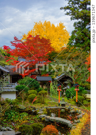 京都・十輪寺（なりひら寺） 鮮やかな紅葉と大イチョウが彩る静寂な秋の庭園　縦構図 139671347