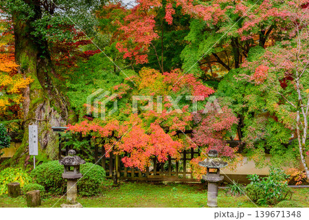 京都・十輪寺(なりひら寺) 巨木・大楠樹の根本に佇む石灯籠と鮮やかな紅葉の風景 京都・十輪寺(なりひら寺) 巨木・大楠樹の根本に佇む石灯籠と鮮やかな紅葉の風景 139671348