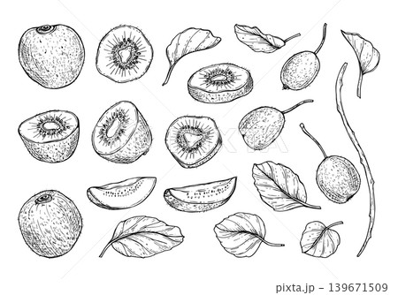 Hand drawn kiwi fruit with leaves set. Sketch of sliced and whole berry with seeds, foliage, branches. Black and white illustration for menu design, organic recipe or healthy food concept. Hand drawn kiwi fruit with leaves set. Sketch of sliced and whole berry with seeds, foliage, branches. Black and white illustration for menu design, organic recipe or healthy food concept. 139671509