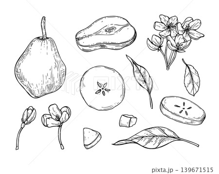 Vector monochrome pear elements. Clip art of fresh fruit sketch with blossom flower, leaf, and slice. Botanical illustration for food design, kitchen decor, and organic product label. 139671515