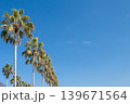 青空に映えるヤシの木（愛知県蒲郡市西浦シーサイドロード） 139671564